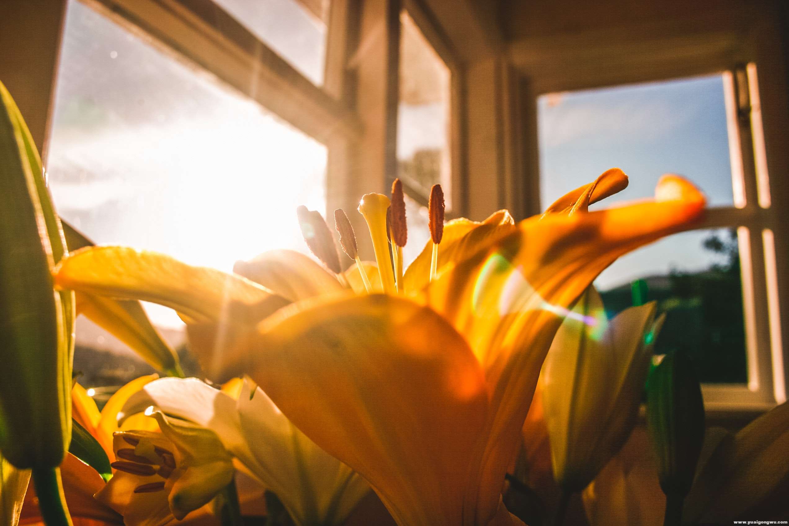 shallow-focus-of-yellow-flowers-946290.jpg